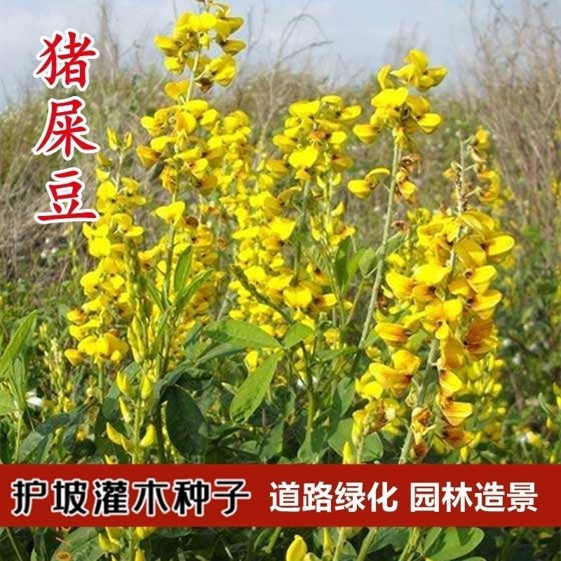 新采猪屎豆种子太阳麻种子椭圆叶猪屎豆三圆叶猪屎豆护