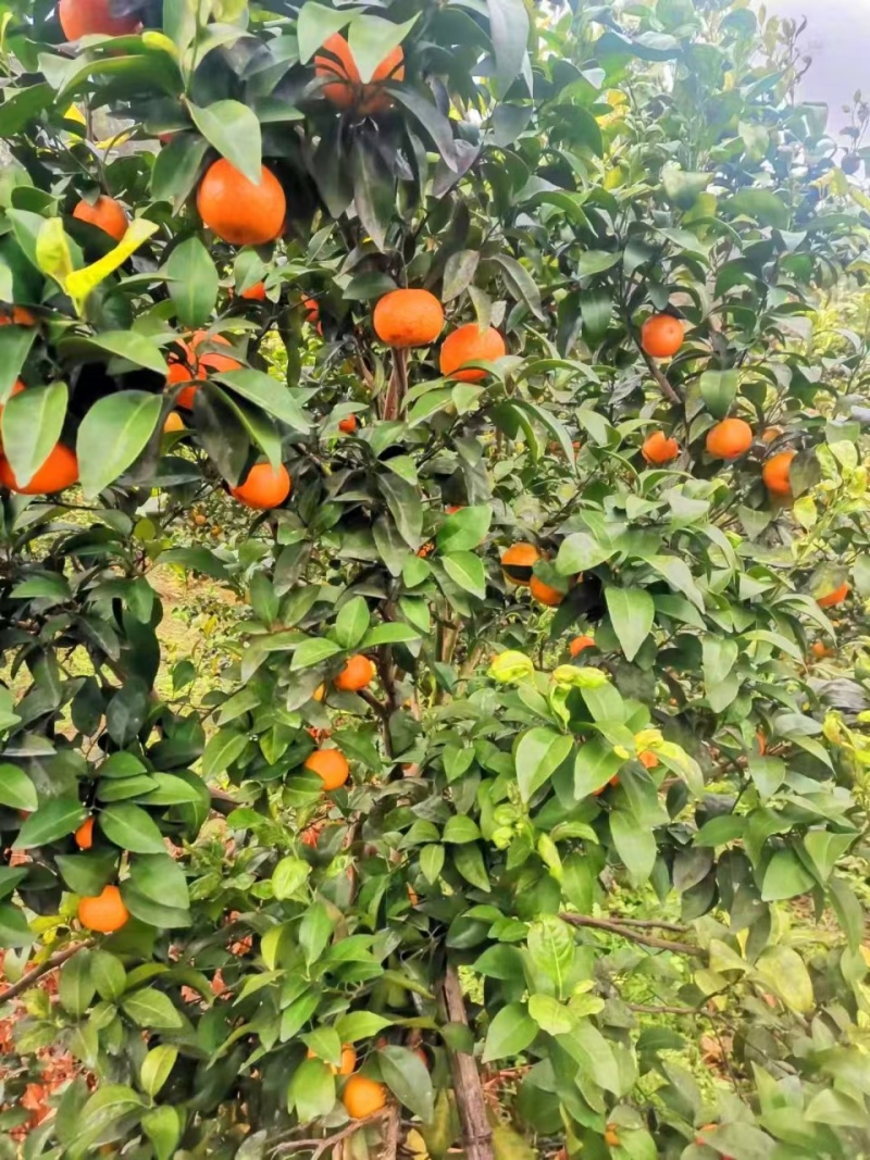 沙糖桔