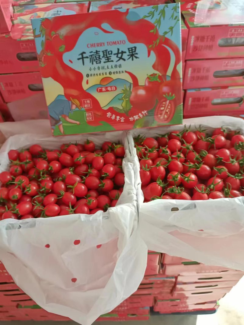 【代发全国】精品千禧圣女果品质保证对接电商商超量大