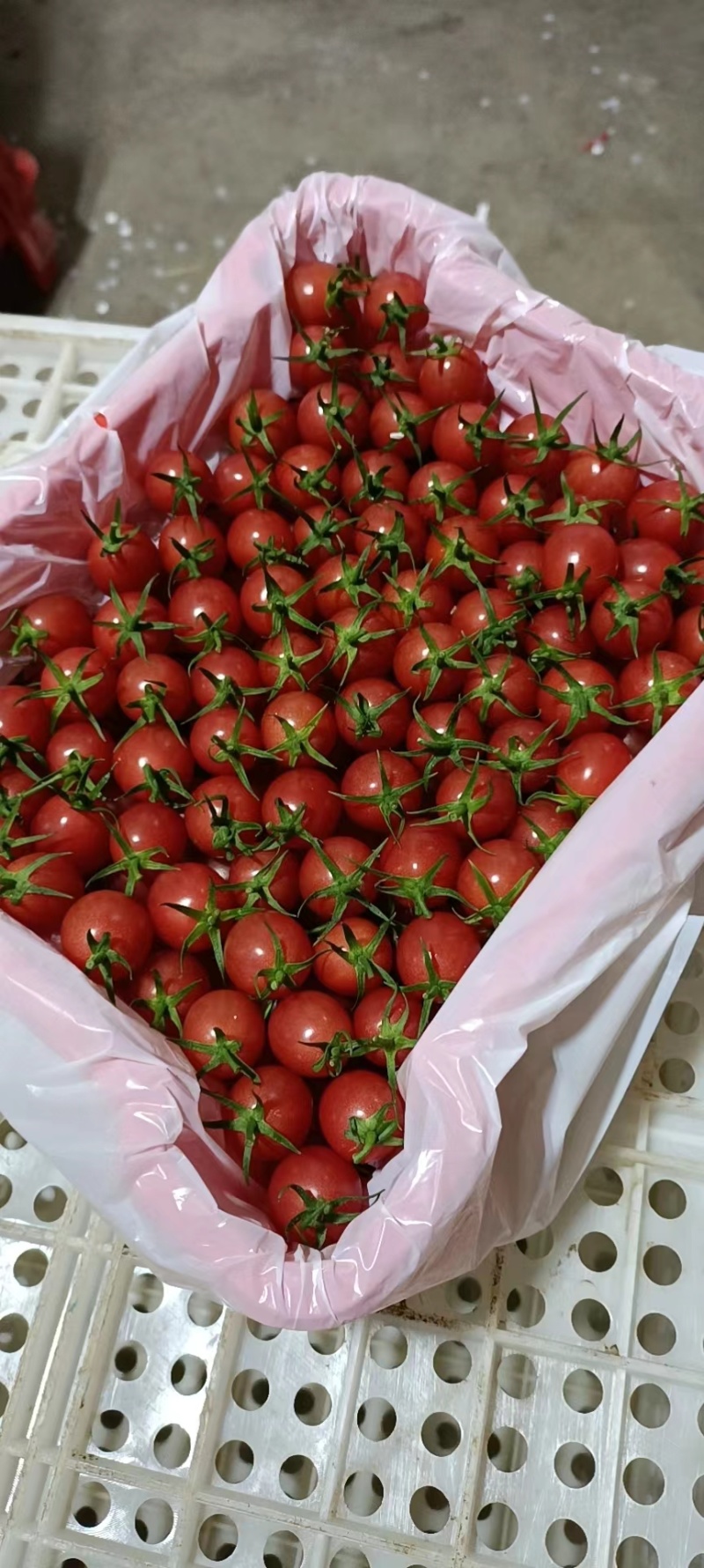 【代发全国】精品千禧圣女果品质保证对接电商商超量大