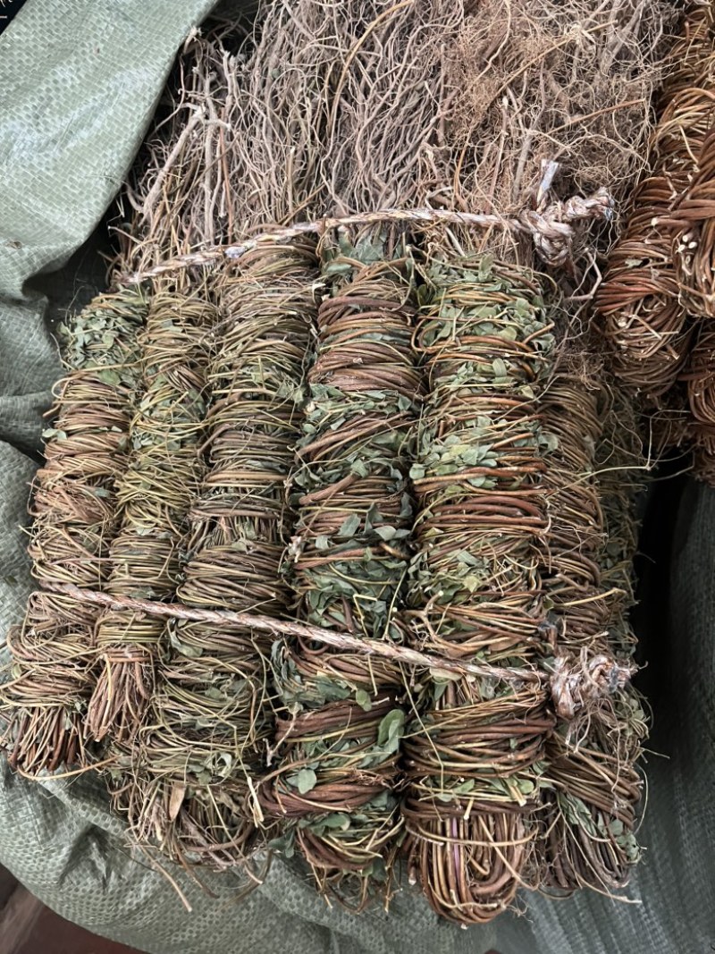 带根鸡骨草有叶无叶两种规格带根光梗