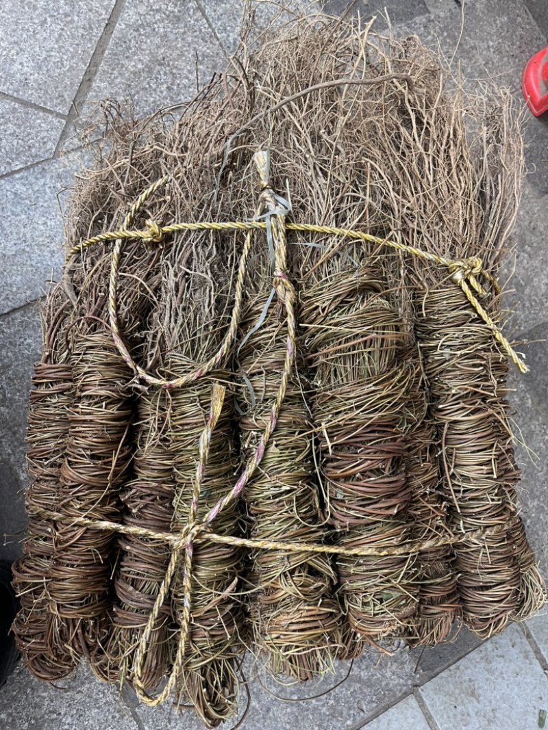 带根鸡骨草有叶无叶两种规格带根光梗