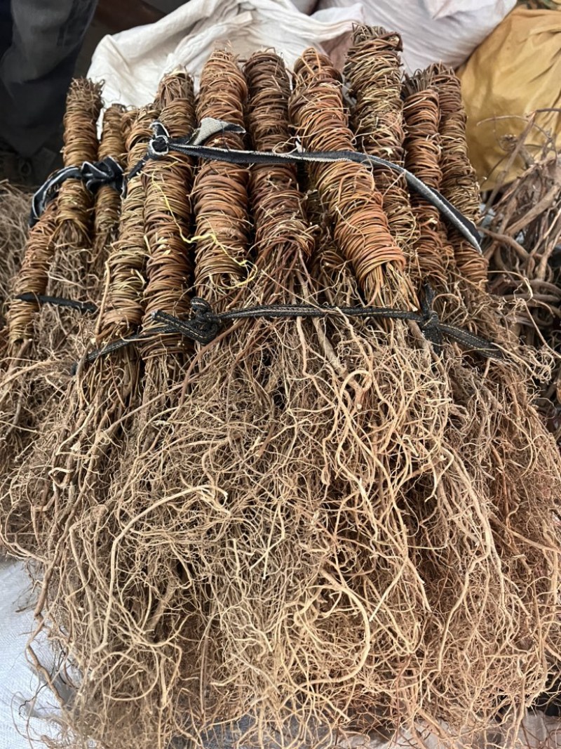 带根鸡骨草有叶无叶两种规格带根光梗