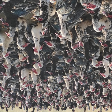 番鸭