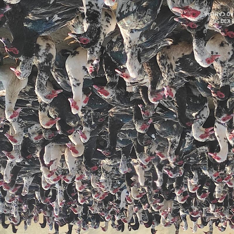 番鸭