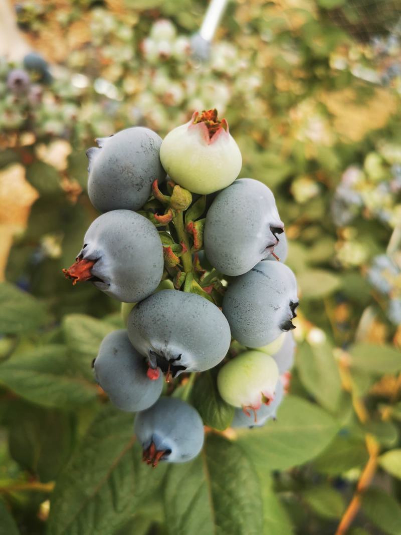 云南花香蓝莓山地蓝莓高原蓝莓脆甜香果型大
