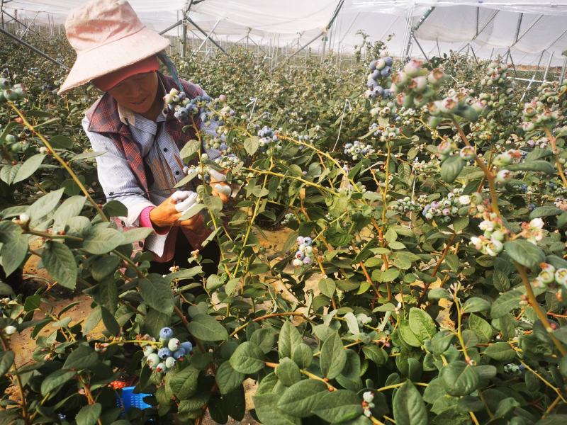 云南花香蓝莓山地蓝莓高原蓝莓脆甜香果型大