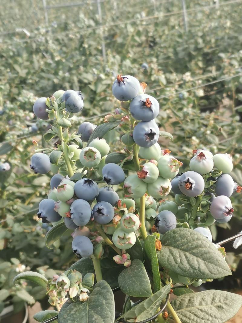 云南花香蓝莓山地蓝莓高原蓝莓脆甜香果型大