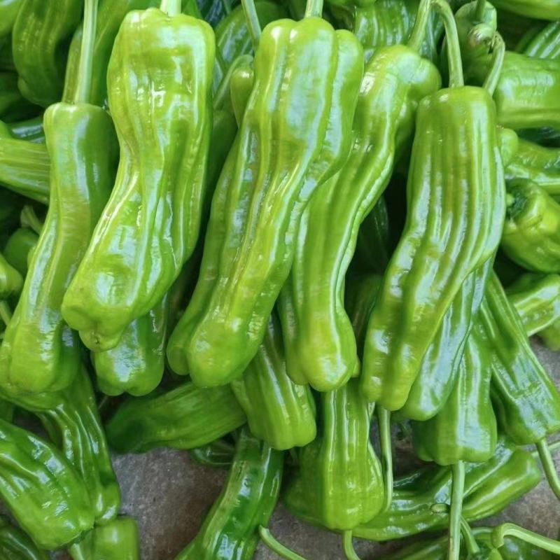 泡椒海南鲜辣椒规格齐全一手货源大量供应欢迎电联咨询