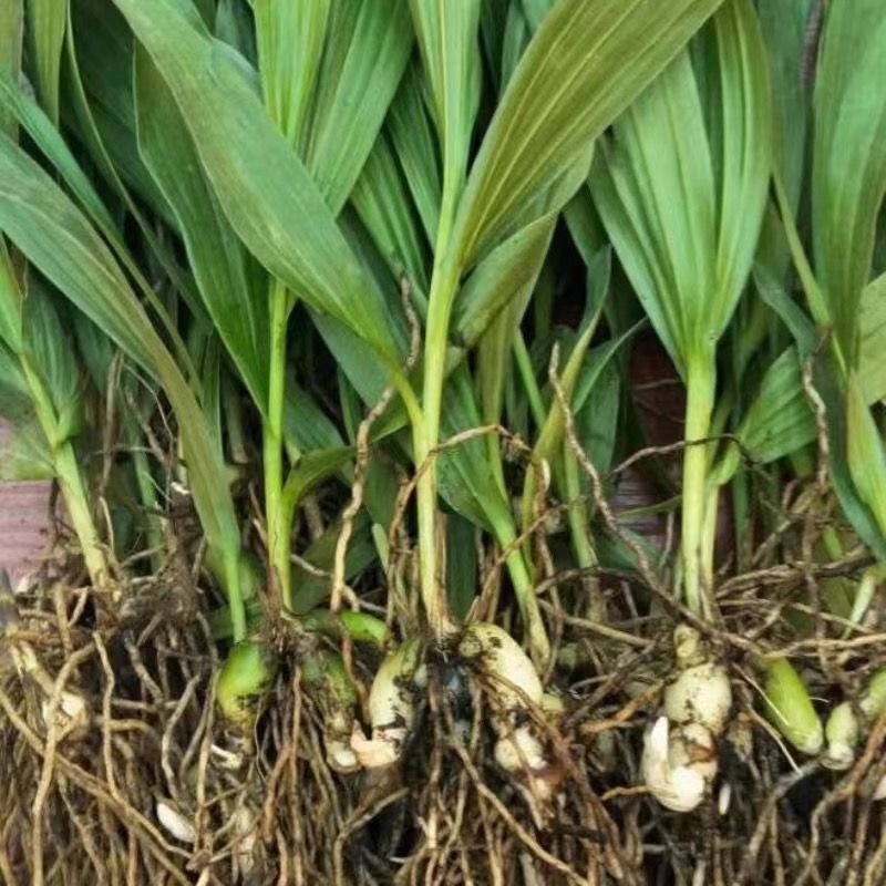 白芨苗四川三叉大白芨种苗提供技术指导成活率高露天育苗