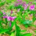 白芨苗四川三叉大白芨种苗提供技术指导成活率高露天育苗