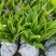 白芨苗四川三叉大白芨种苗提供技术指导成活率高露天育苗