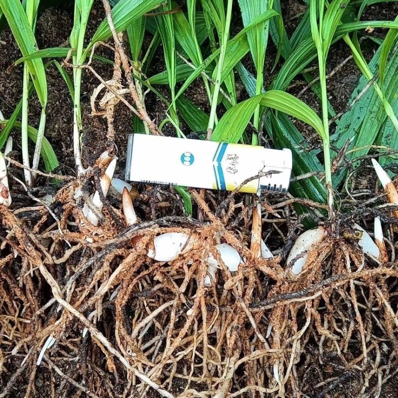 白芨苗四川三叉大白芨种苗提供技术指导成活率高露天育苗
