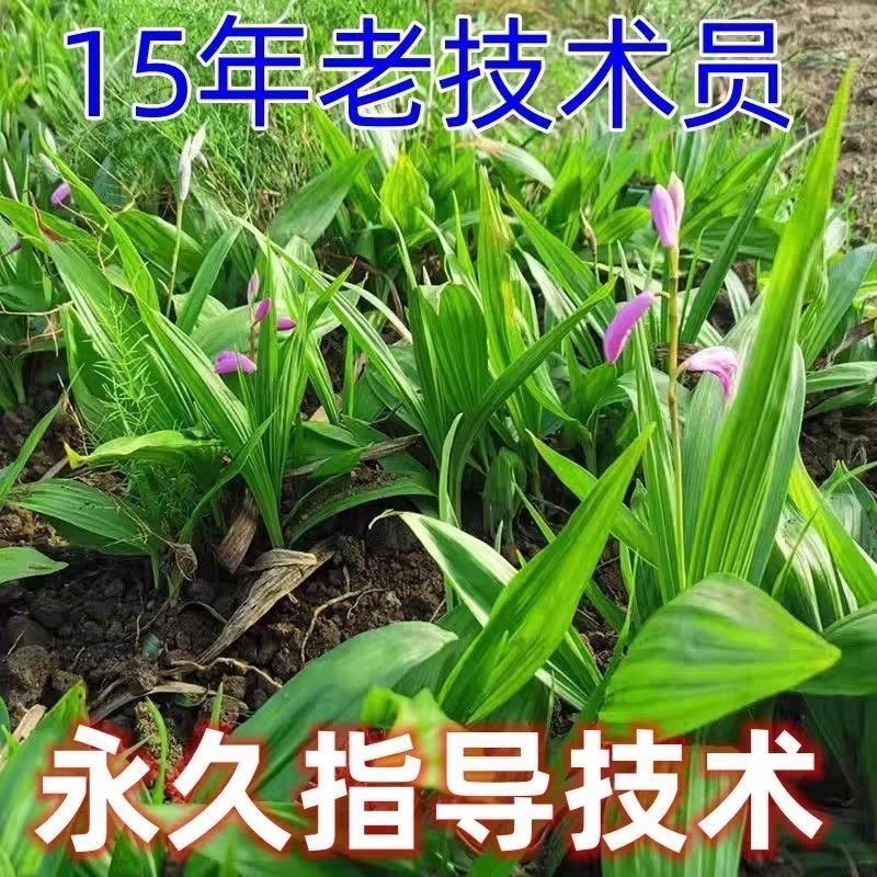 白芨苗四川三叉大白芨种苗提供技术指导成活率高露天育苗