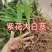 白芨苗四川三叉大白芨种苗提供技术指导成活率高露天育苗