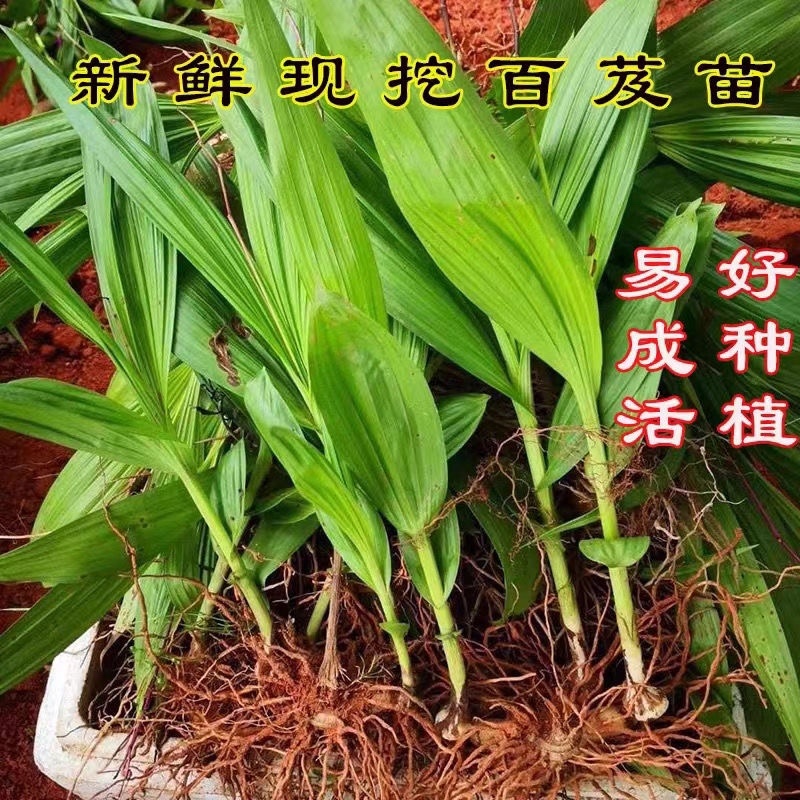 白芨苗四川三叉大白芨种苗提供技术指导成活率高露天育苗