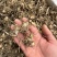 白芨苗四川三叉大白芨种苗提供技术指导成活率高露天育苗