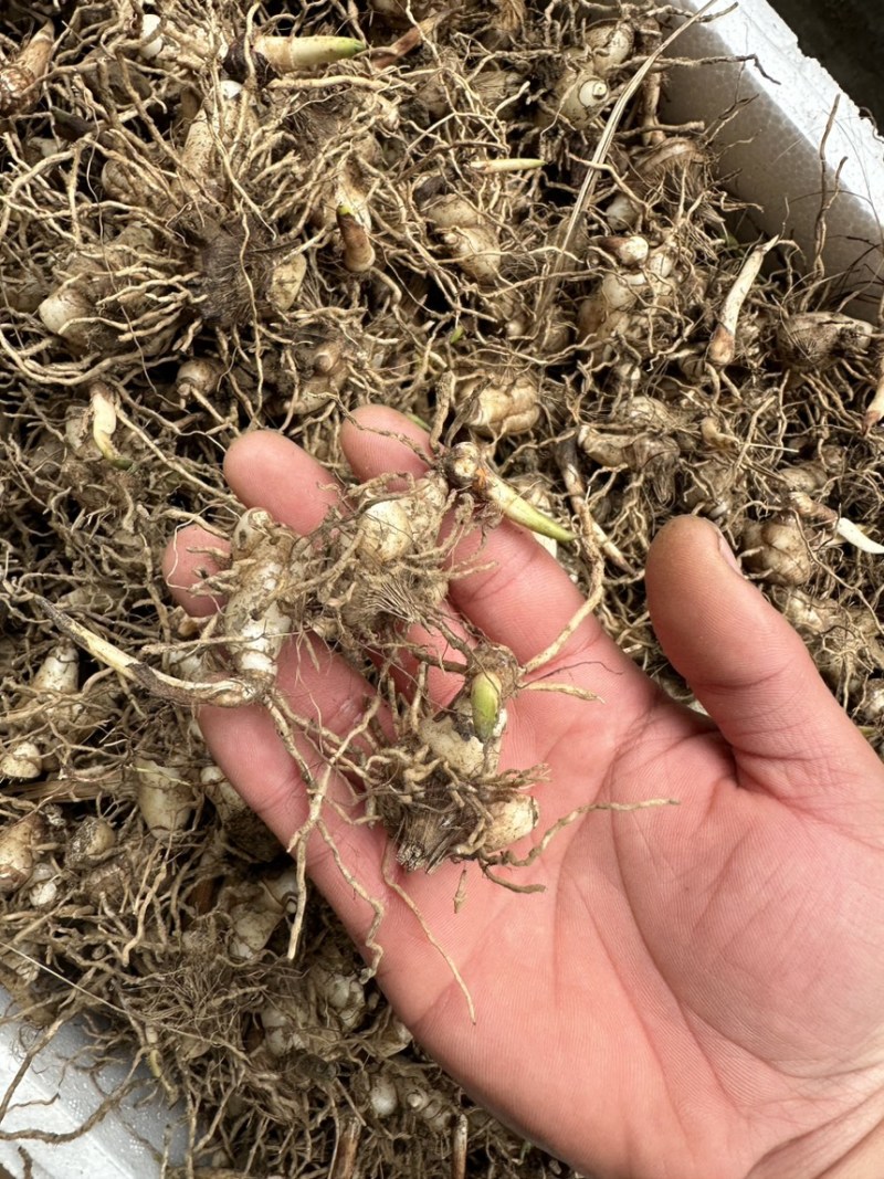 白芨苗四川三叉大白芨种苗提供技术指导成活率高露天育苗