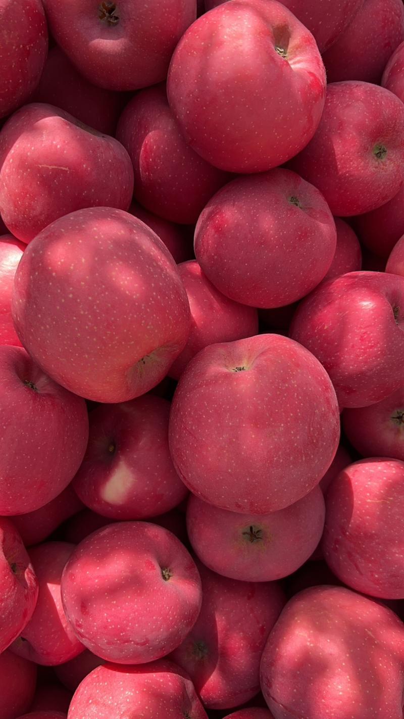 甘肃冰糖心红富士苹果，颜色亮度好，个头大，产地直供代发
