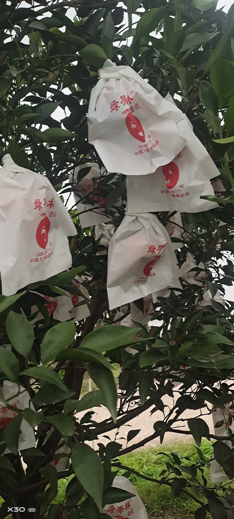 耙耙柑自然成熟基地大量上市中，现椪柑耙耙柑大量走货中