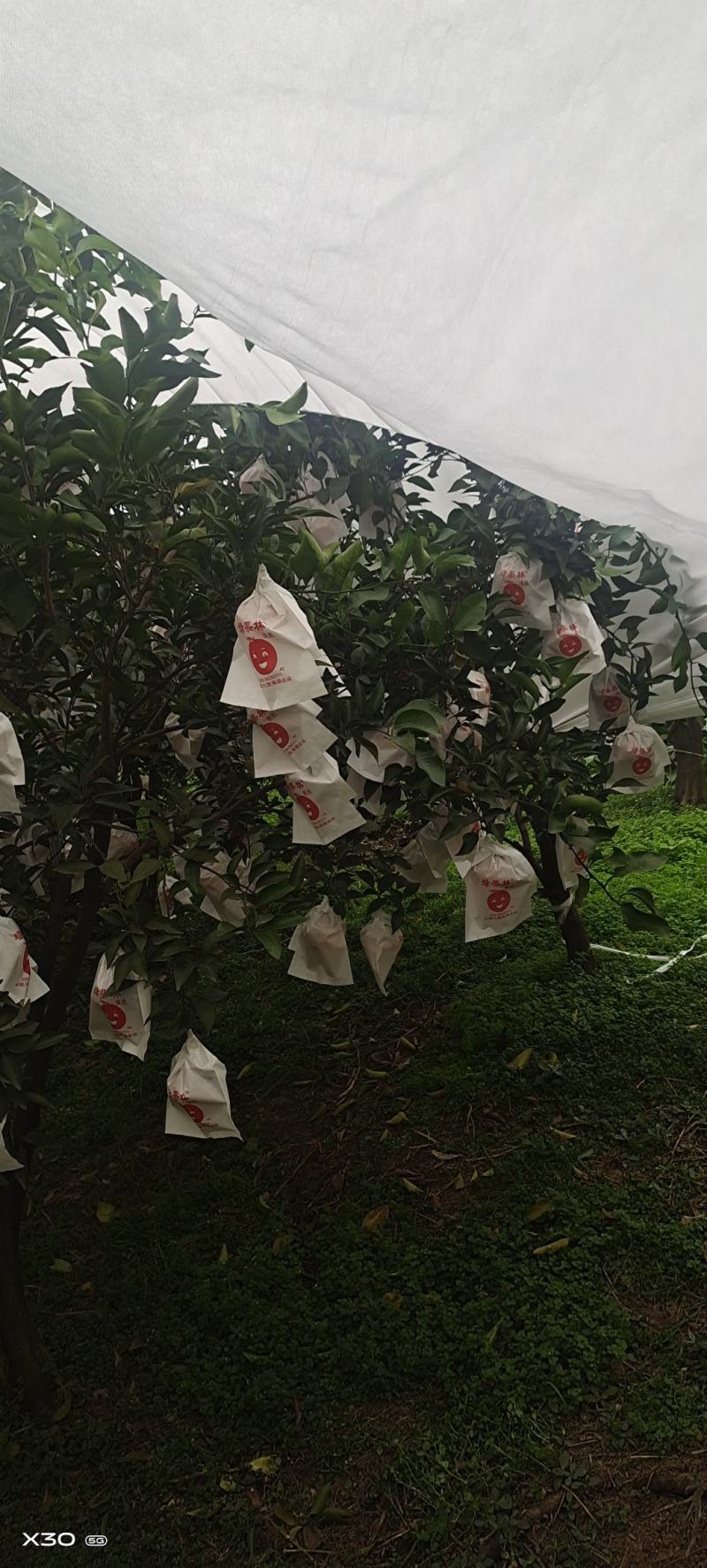 耙耙柑自然成熟基地大量上市中，现椪柑耙耙柑大量走货中
