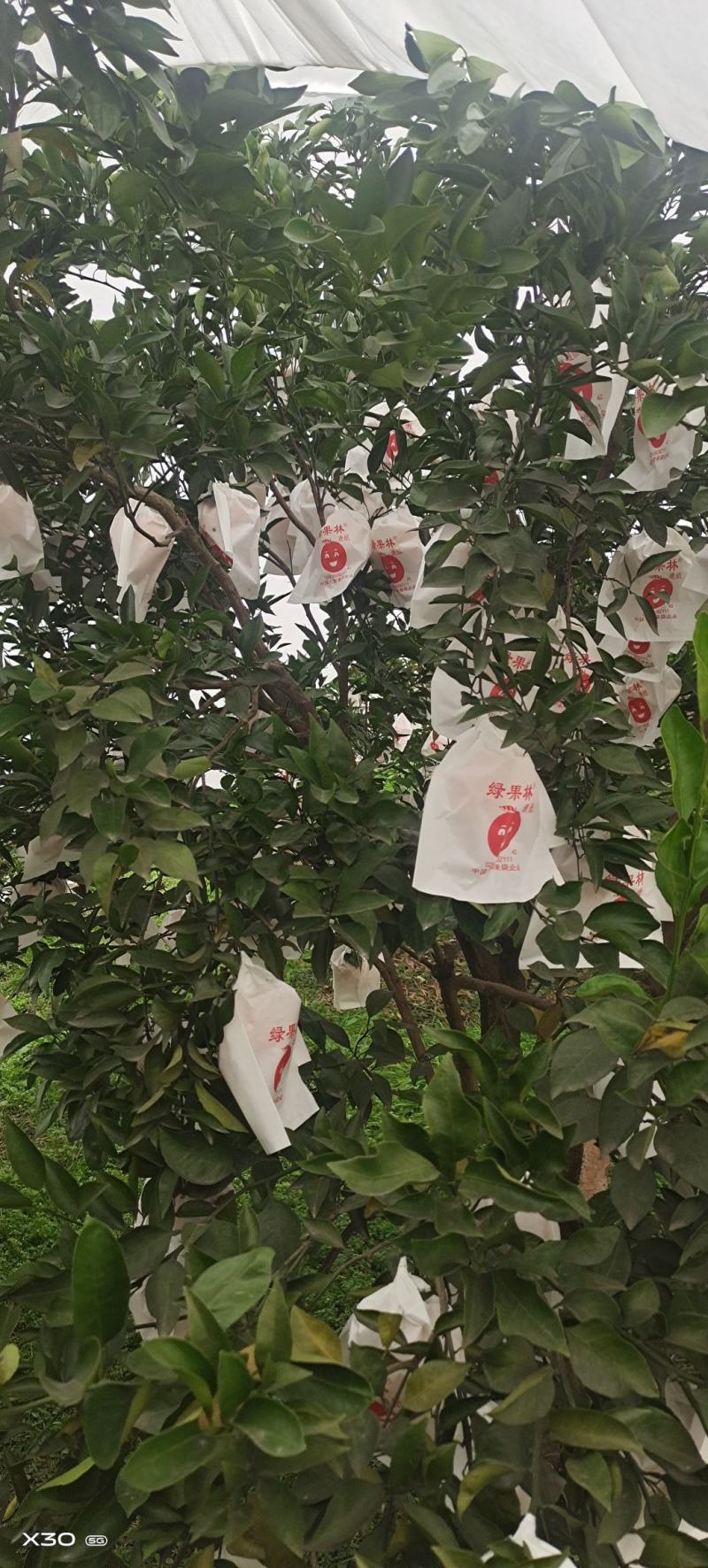 耙耙柑自然成熟基地大量上市中，现椪柑耙耙柑大量走货中