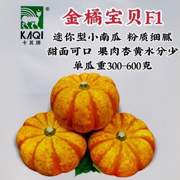 卡其金橘宝贝南瓜种子迷你型小南瓜种子淡黄皮南瓜种籽可观赏