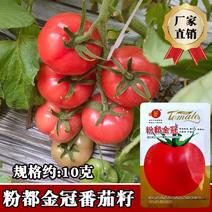 粉果番茄种子豫艺粉都金冠西红柿种子~无限生长大果雨水