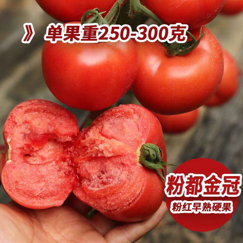 粉果番茄种子豫艺粉都金冠西红柿种子~无限生长大果雨水