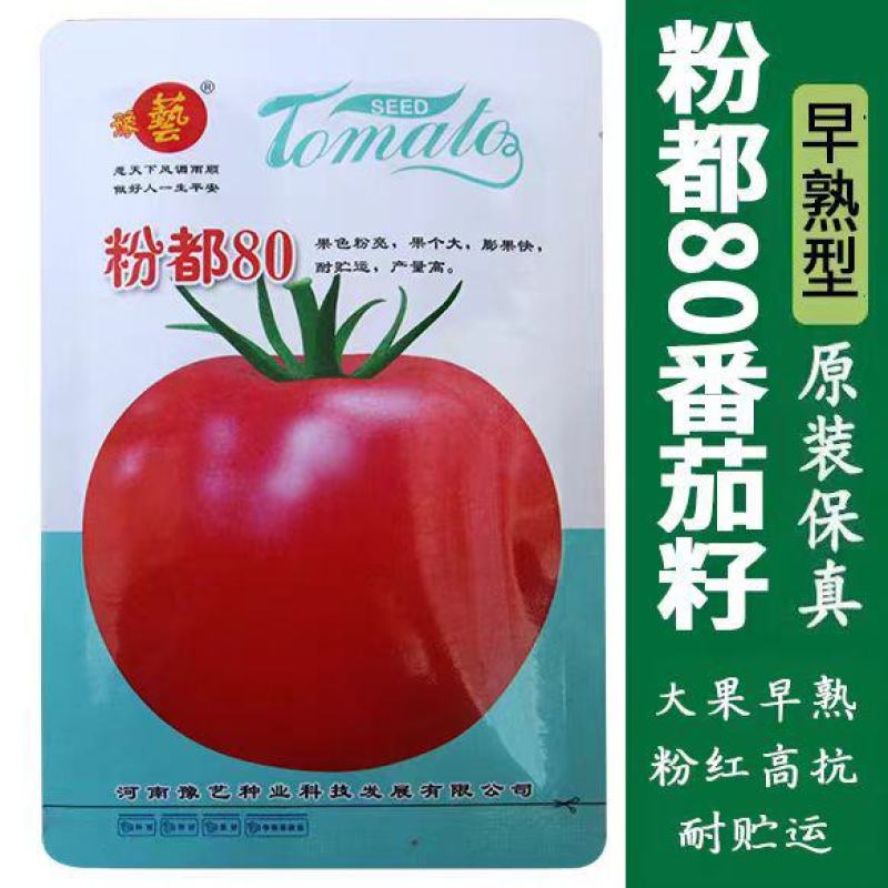 粉果番茄种子豫艺粉都金冠西红柿种子~无限生长大果雨水