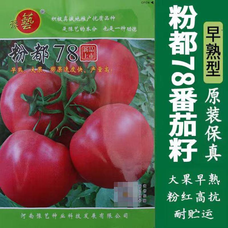 粉果番茄种子豫艺粉都金冠西红柿种子~无限生长大果雨水