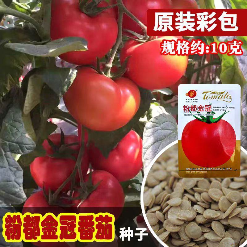粉果番茄种子豫艺粉都金冠西红柿种子~无限生长大果雨水