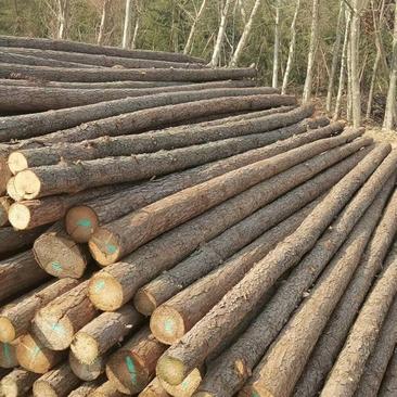 园林绿化各种规格精品杉杆支撑杆*松木杆，杨树杆