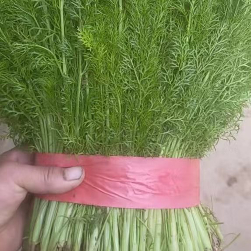 【精品】茴香大量有货一手货源产地欢迎采购