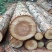 老杉原木