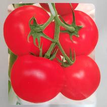 高硬度高秧大红果石头番茄种子西红柿种子颜色好