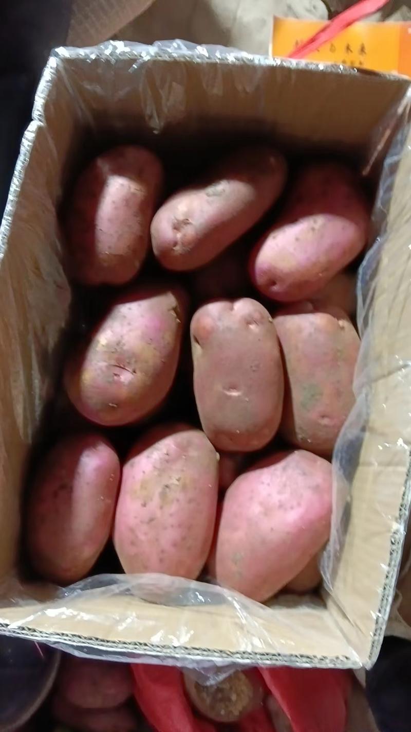 雪川红土豆、围场、内蒙货、可干洗、翻包，适合市场、食堂