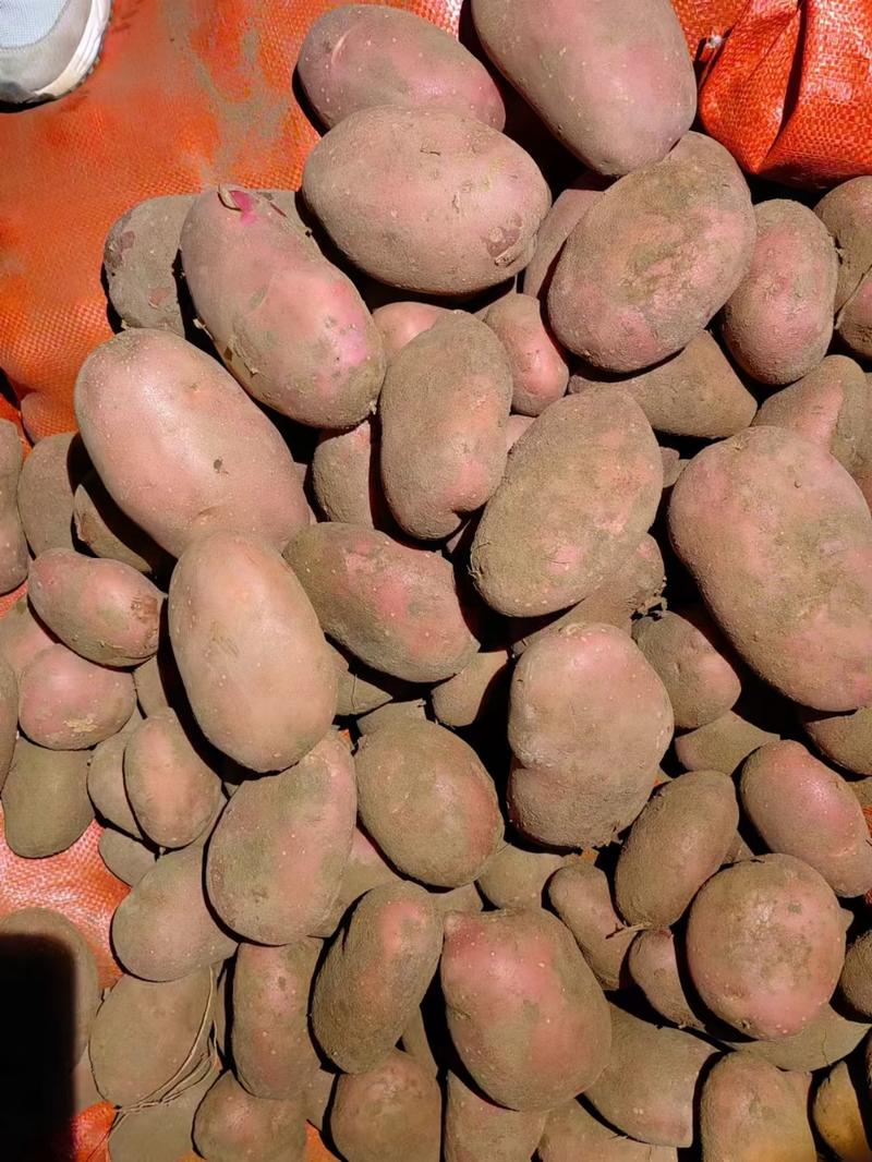 雪川红土豆、围场、内蒙货、可干洗、翻包，适合市场、食堂
