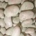 雪川红土豆、围场、内蒙货、可干洗、翻包,适合市场、食堂