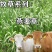 燕麦种子边锋燕麦牧草种子高产量饲料高营养热卖春秋季种植
