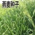 燕麦种子边锋燕麦牧草种子高产量饲料高营养热卖春秋季种植