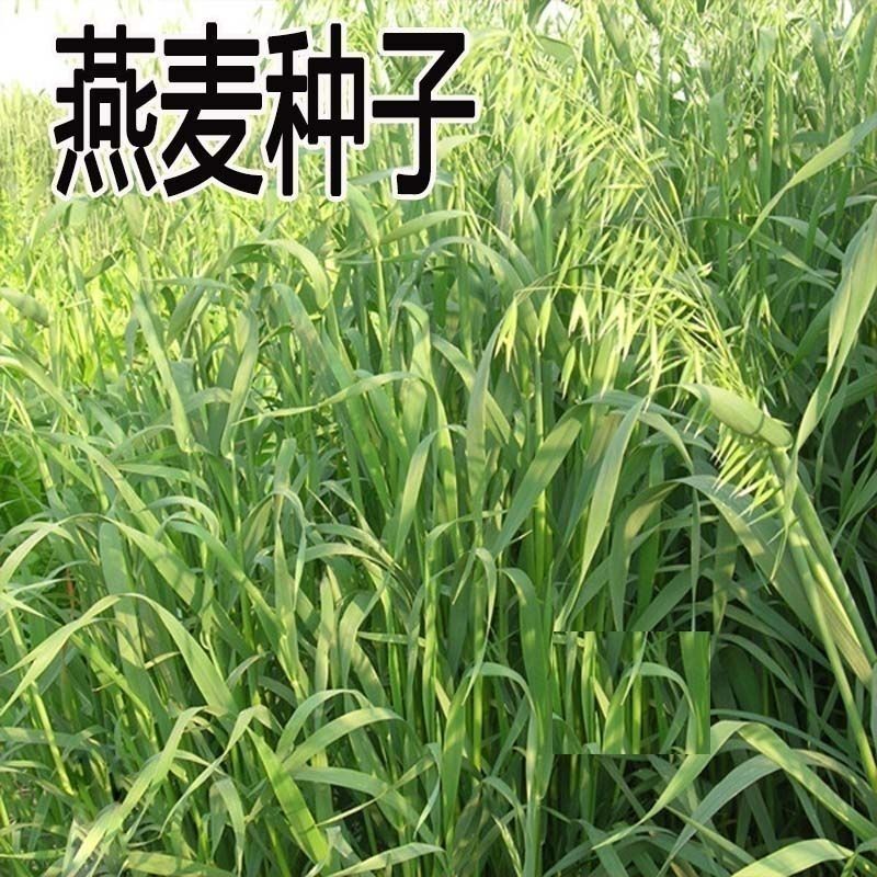 燕麦种子边锋燕麦牧草种子高产量饲料高营养热卖春秋季种植