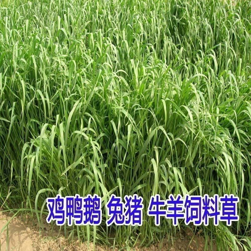 燕麦种子边锋燕麦牧草种子高产量饲料高营养热卖春秋季种植