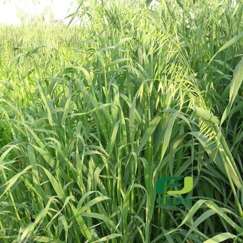 燕麦种子边锋燕麦牧草种子高产量饲料高营养热卖春秋季种植