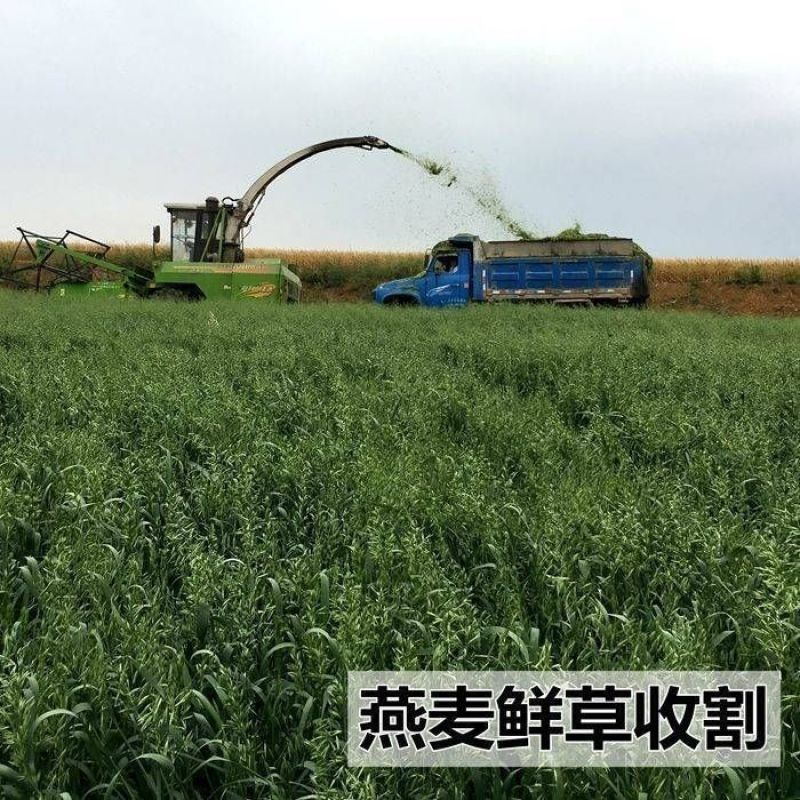 燕麦种子边锋燕麦牧草种子高产量饲料高营养热卖春秋季种植