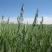 燕麦种子边锋燕麦牧草种子高产量饲料高营养热卖春秋季种植