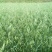 燕麦种子边锋燕麦牧草种子高产量饲料高营养热卖春秋季种植