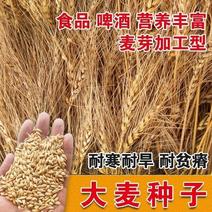 优质大麦籽新大麦种子粮食种籽麦子籽大田高产抗倒伏耐旱榨