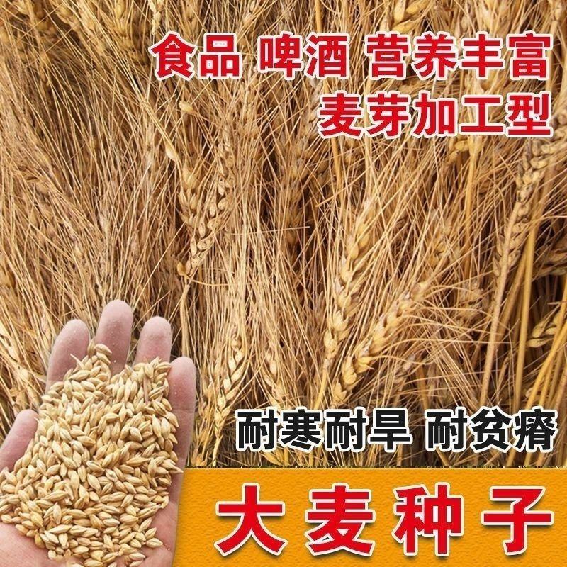 优质大麦籽新大麦种子粮食种籽麦子籽大田高产抗倒伏耐旱榨