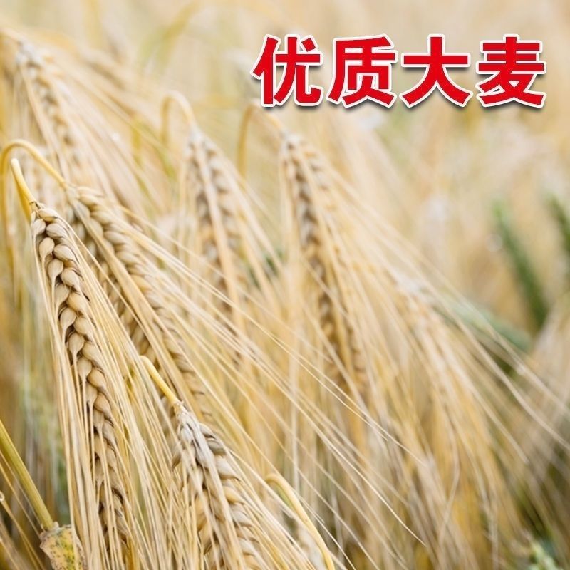 优质大麦籽新大麦种子粮食种籽麦子籽大田高产抗倒伏耐旱榨